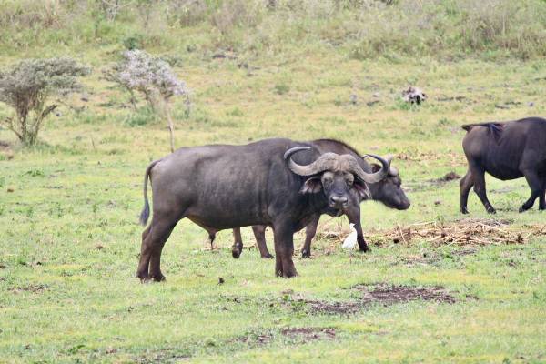 Arusha Safari, Cape Buffalo