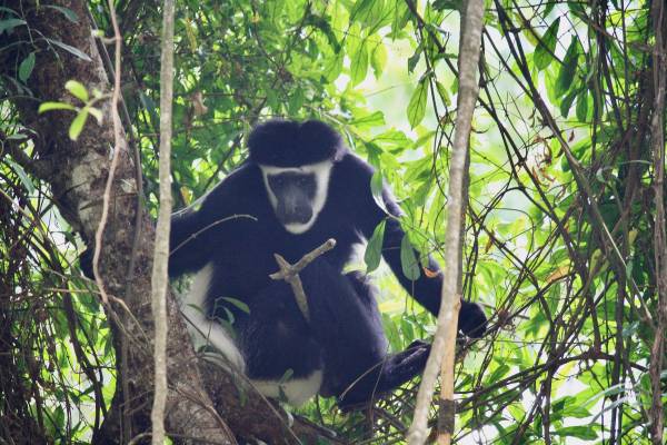 Arusha Safari, Colobus Monkey
