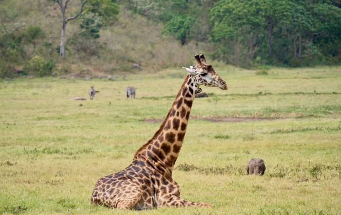 Giraffe, Arusha National Park