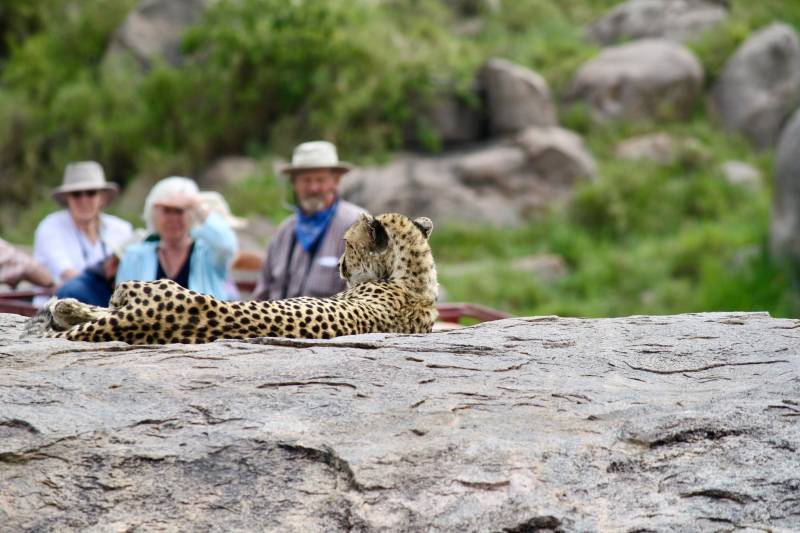 Tanzania Safari, Serengeti Cheetah