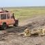 Tanzania Safari, Serengeti Land Rover and Lions