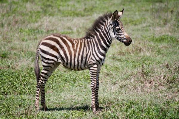 Baby Zebra, Ngorongoro Crater Safari, Tanzania
