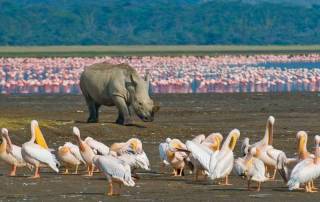 Black Rhino, Flamingos, Pelicans, Lake Nakuru Safari