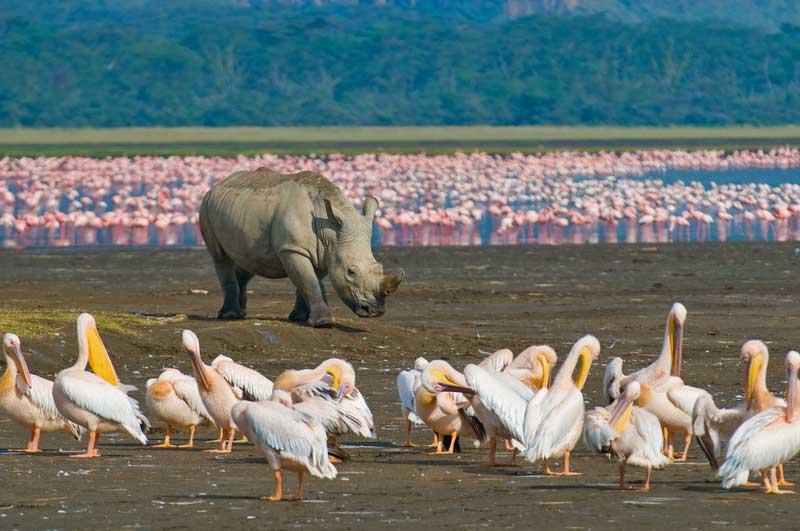 Black Rhino, Flamingos, Pelicans, Lake Nakuru Safari