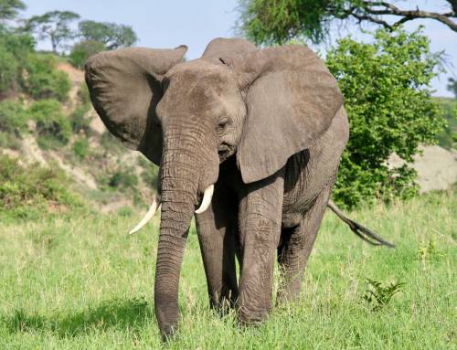 Tarangire Safari