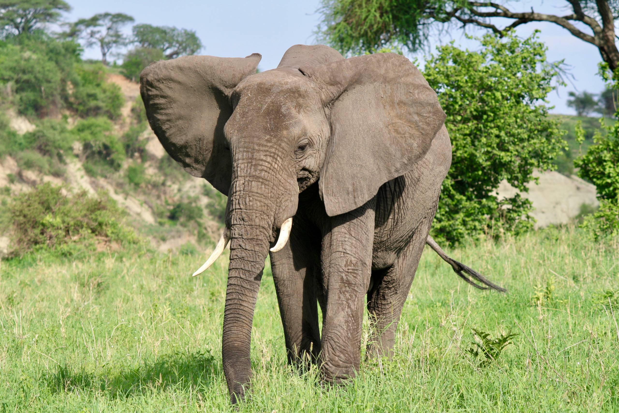 Elephant, Tarangire Safari