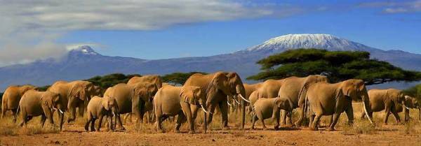 Elephants, Kilimanjaro, Amboseli Safari