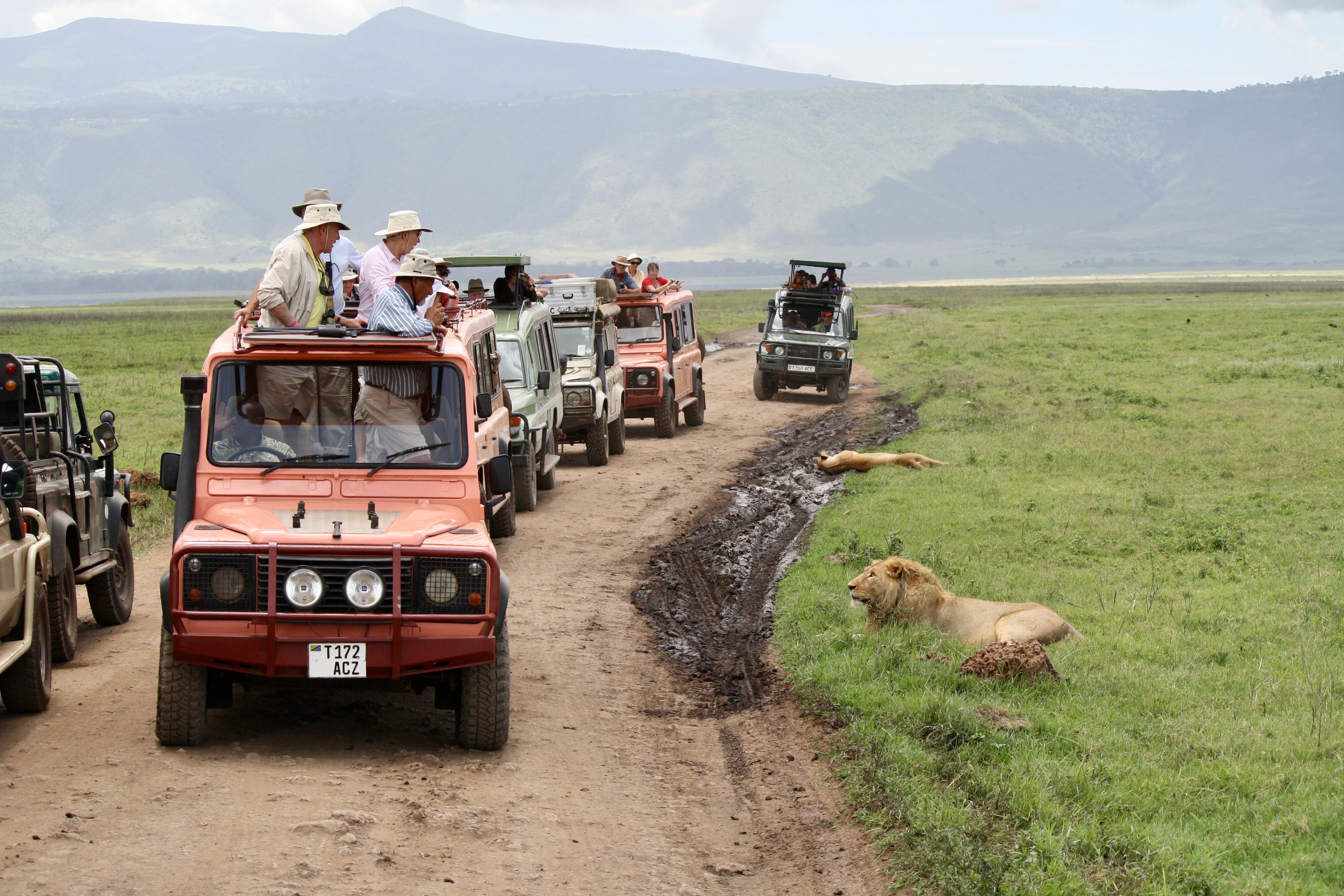 Lazy Lions, Ngorongoro Crater Safari