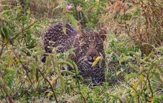 Leopard, Lake Nakuru Safari, Kenya