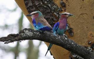 Lilac Breasted Rollers, Lake Nakuru Safari