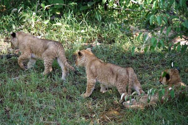 Lion Cubs, Maasai Mara Safari