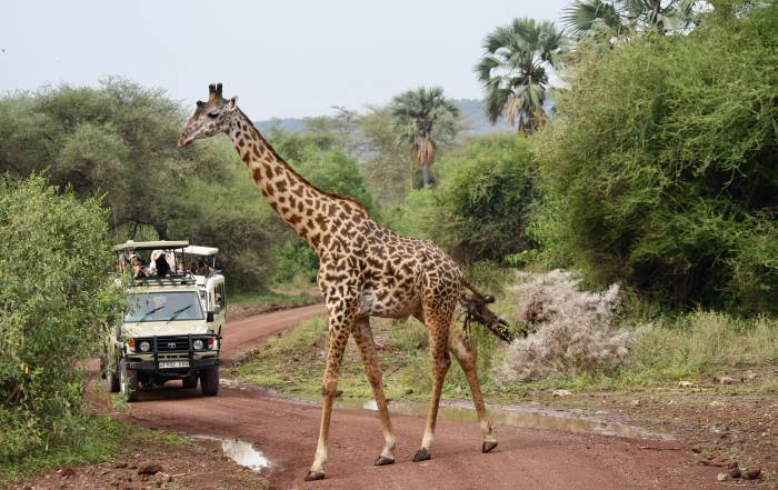 Maasai Giraffe, Lake Manyara, Tanzania