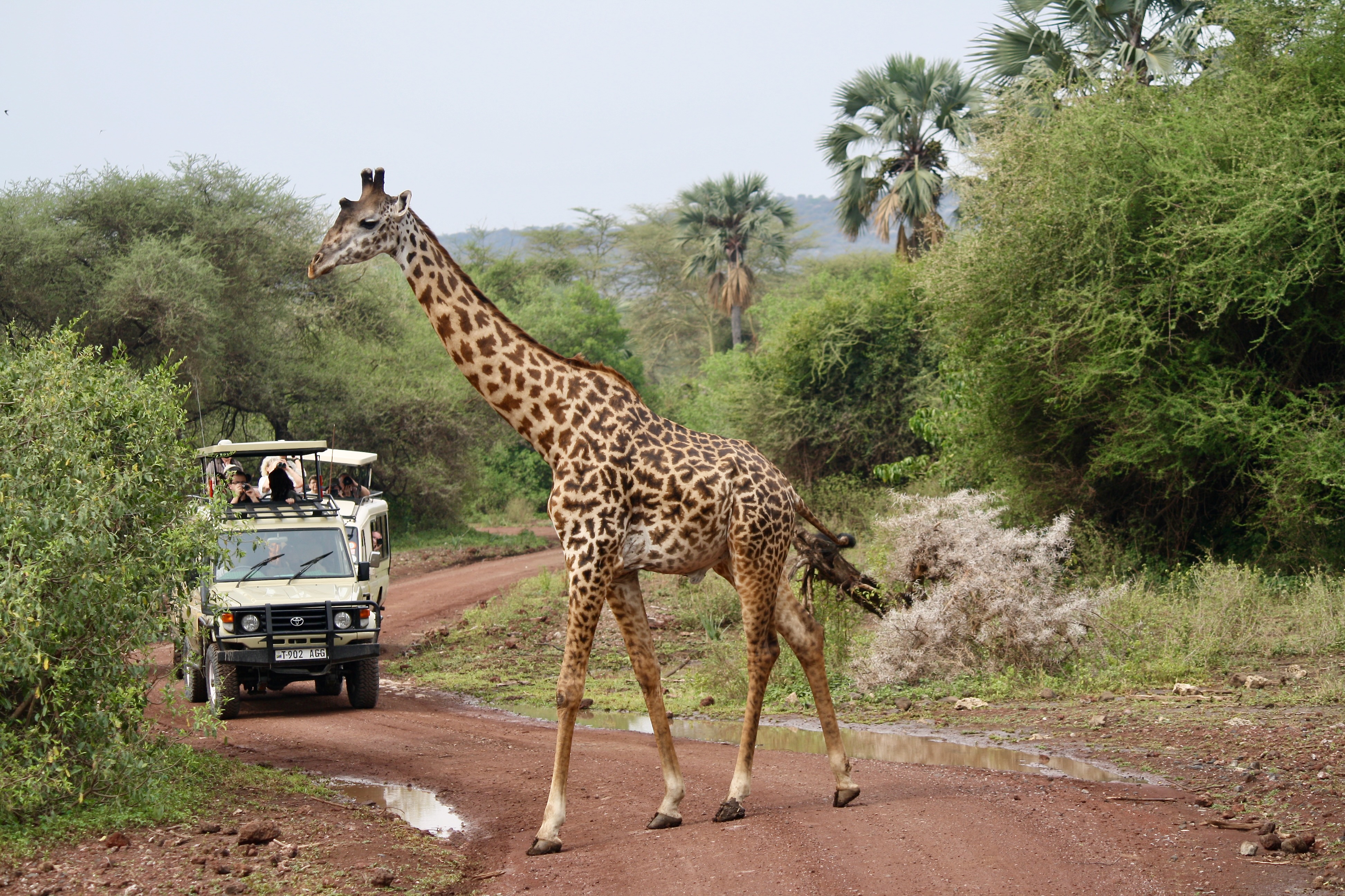Maasai Giraffe, Lake Manyara, Tanzania