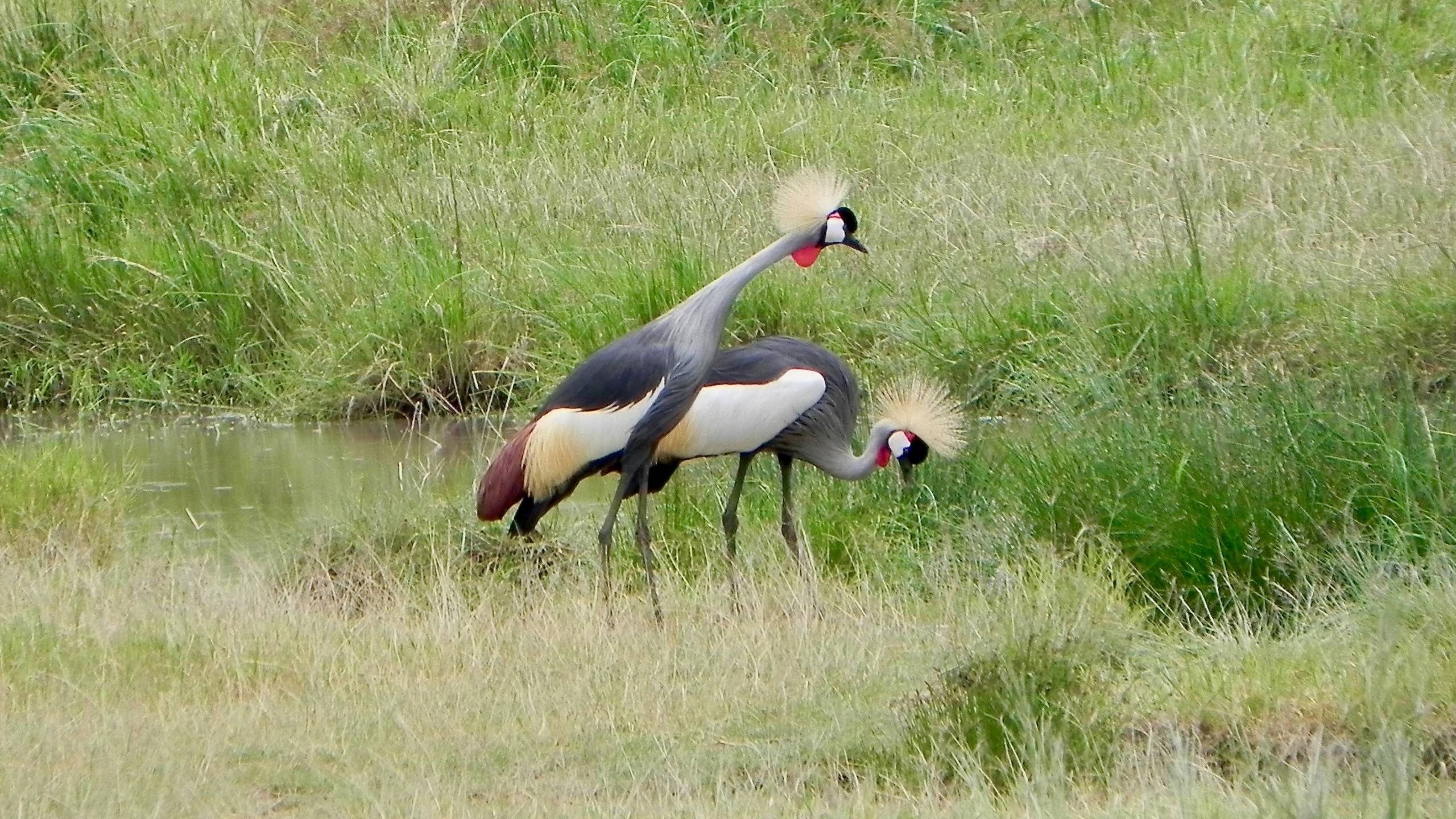Crested Cranes, Serengeti Safari
