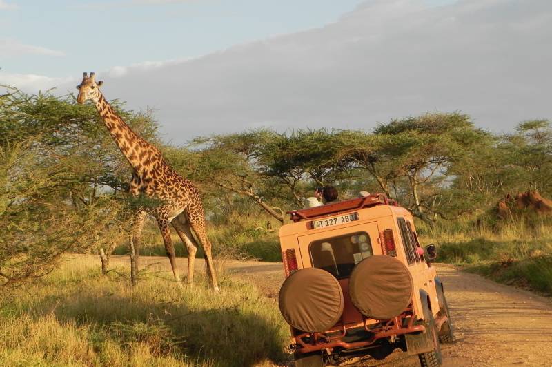 Serengeti Giraffe and Land Rover