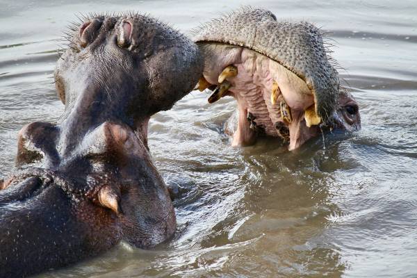 Serengeti Safari, Hippo Pool, Tanzania