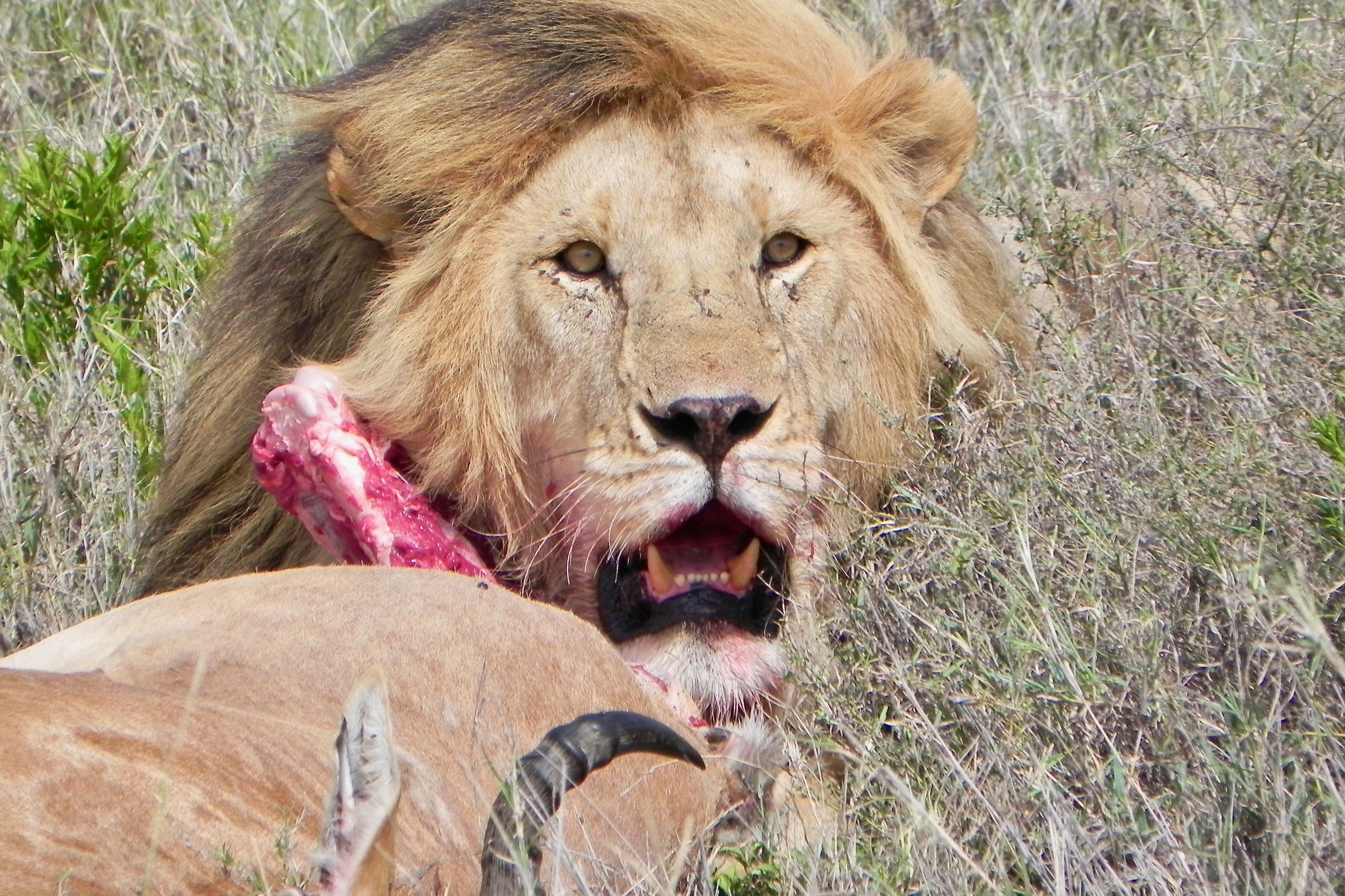 Serengeti Safari, Lion with Hartebeest Kill
