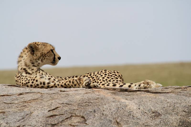 Serengeti Safari, Cheetah, Tanzania