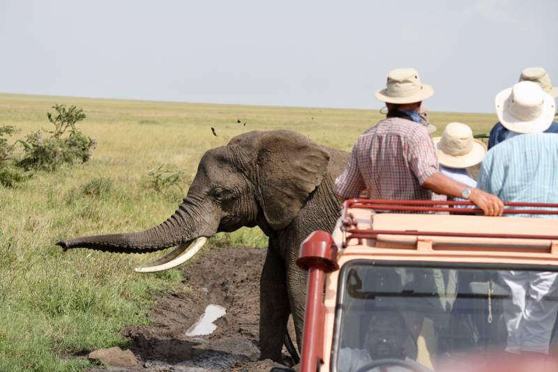 Serengeti Safari, Elephant