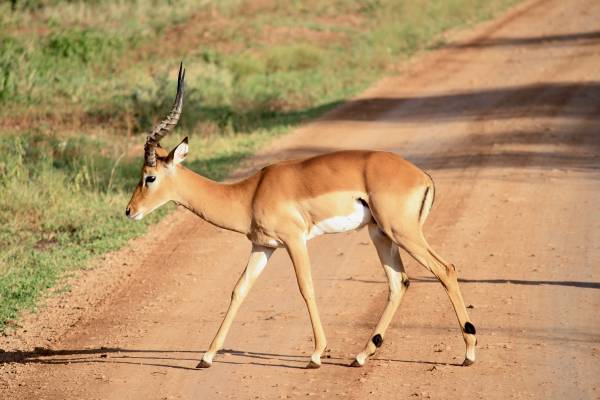 Serengeti Safari, Impala
