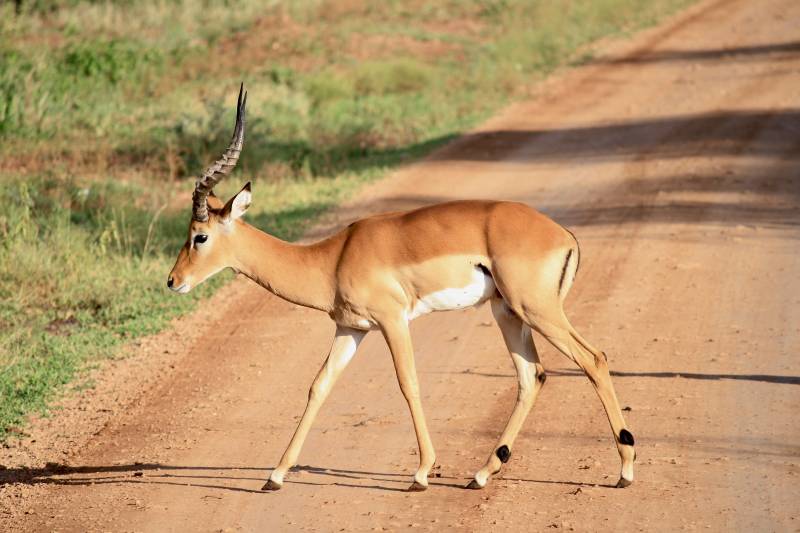 Serengeti Safari, Impala
