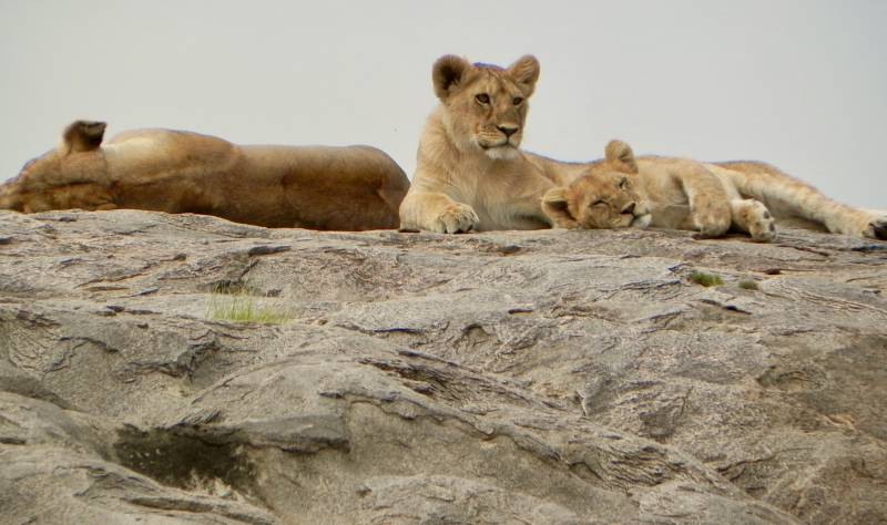 Serengeti Safari, Lion Pride on Kopje