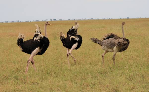 Serengeti Safari, Ostriches Mating, Tanzania