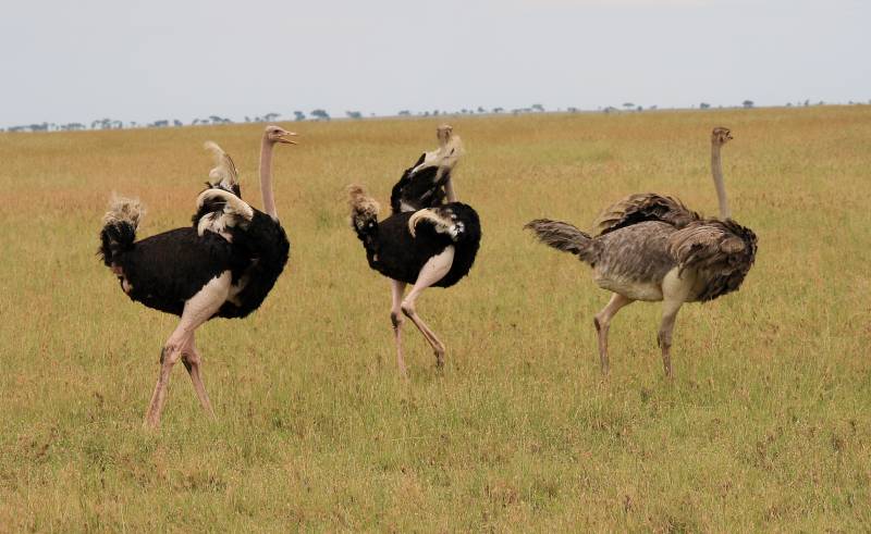 Serengeti Safari, Ostriches Mating, Tanzania