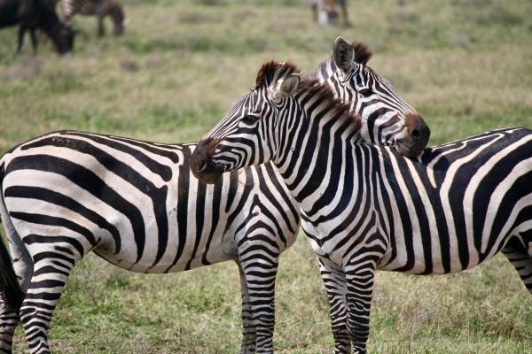 Serengeti Safari, Zebras, Tanzania