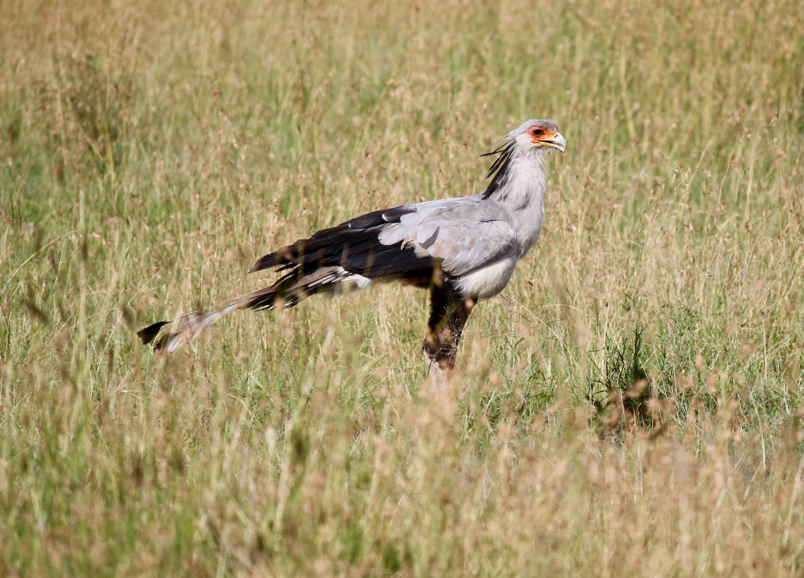 Secretary Bird, Serengeti Safari, Tanzania