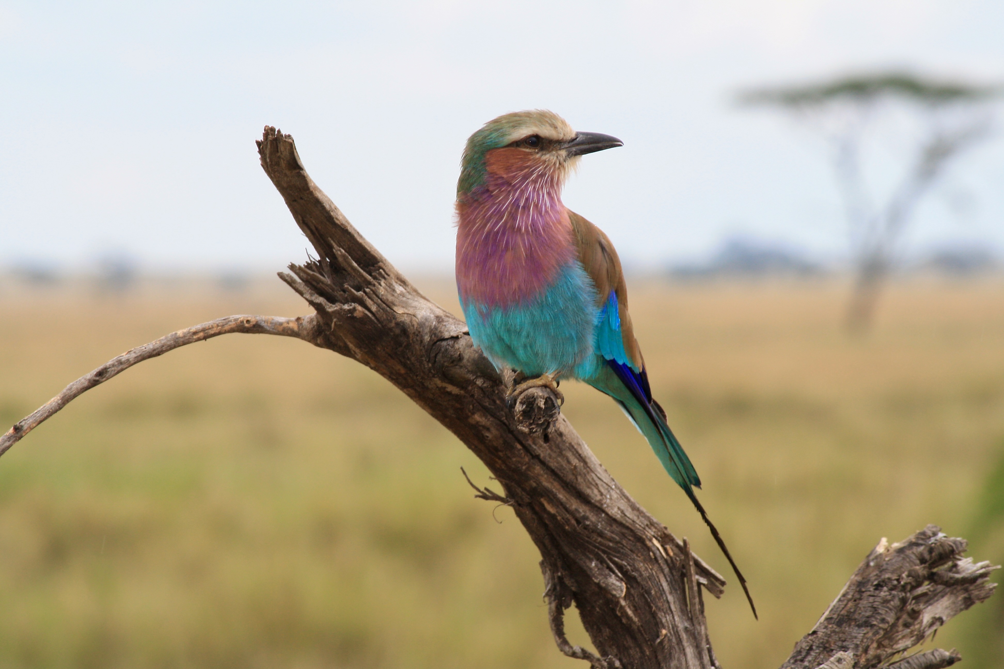 Serengeti Safari Great Migration Of Wildebeest And Zebras Tanzania