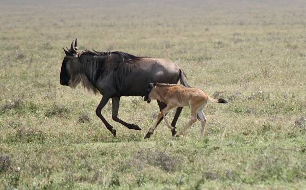 Serengeti Safari, Wildebeest and Calf