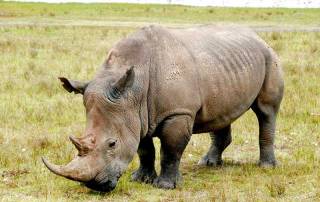 White Rhino, Lake Nakuru Safari