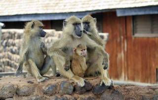Yellow Baboons, Amboseli Safari