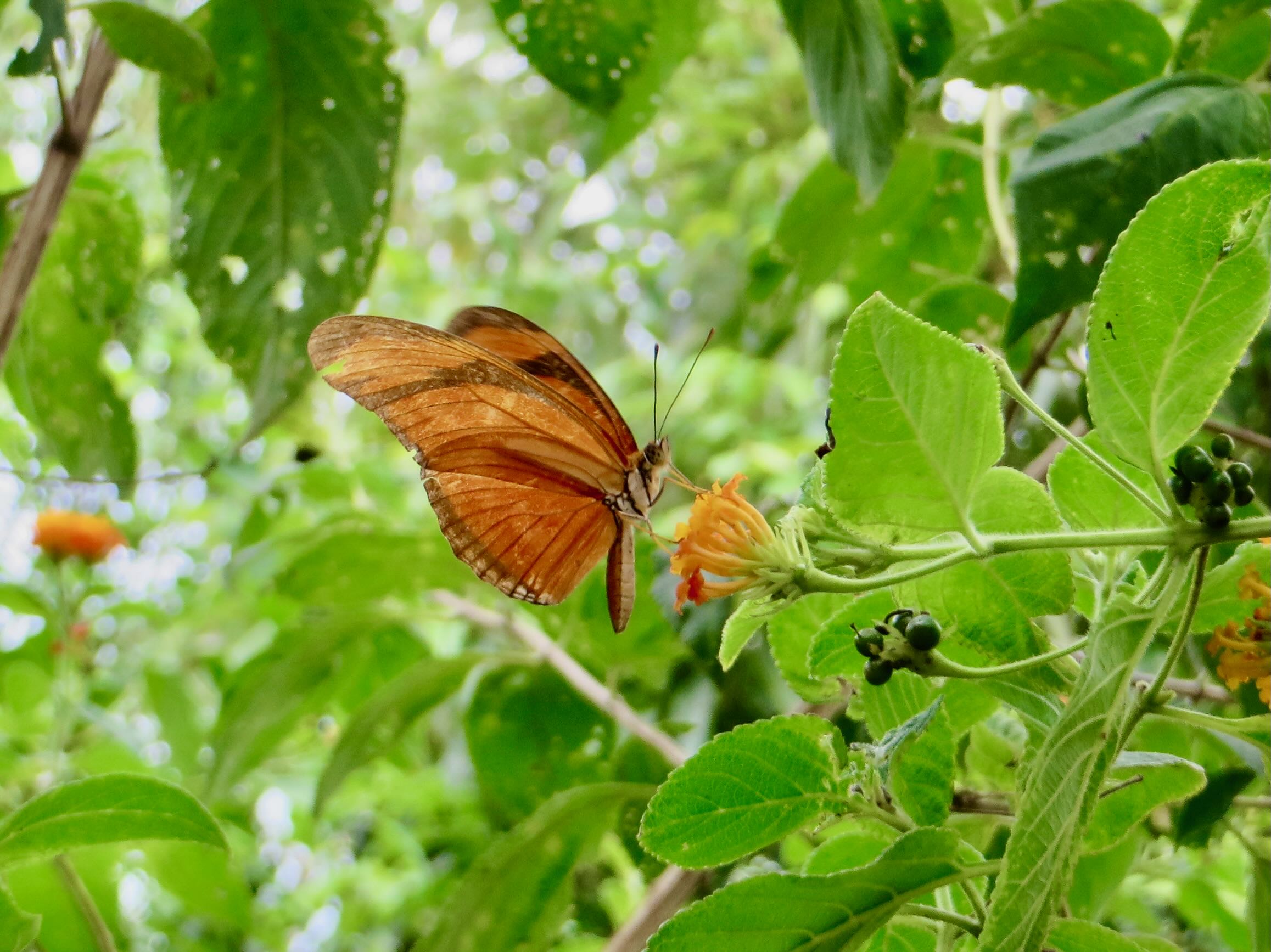 Butterfly, Iguazú Falls Argentina Visit