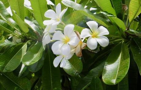 Five Petal Gardenia, Fakarava