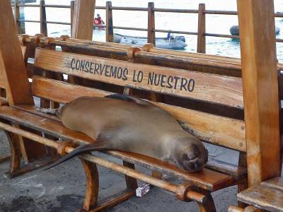 Galapagos Sea Lion relaxing at the port, San Cristobal Island