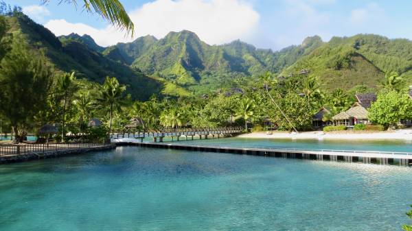 InterContinental Moorea Review, Dolphin Pool