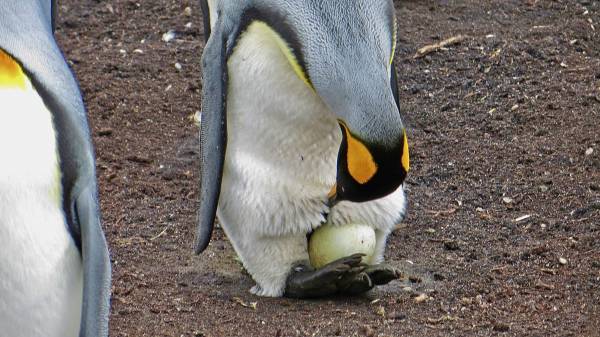 King Penguin Incubating an Egg, Volunteer Point Shore Excursion