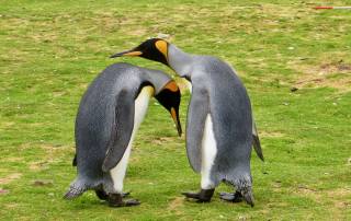 King Penguin Pair, Volunteer Point Shore Excursion
