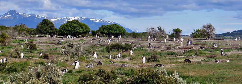 Magellanic Penguin Colony Burrows, Isla Martillo