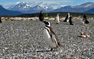 Magellanic Penguin Running, Martillo Island Penguin Colony