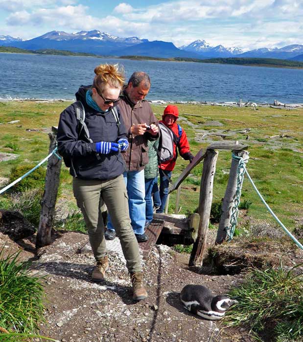 Magellanic Penguin Will not Move, Martillo Island Penguin Colony