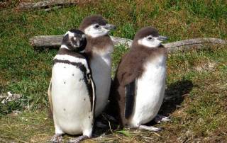 Magellanic Penguin with Two Molting Young, Martillo Island Penguin Colony