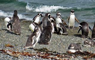 Magellanic Penguins Swim Lessons, Martillo Island Penguin Colony