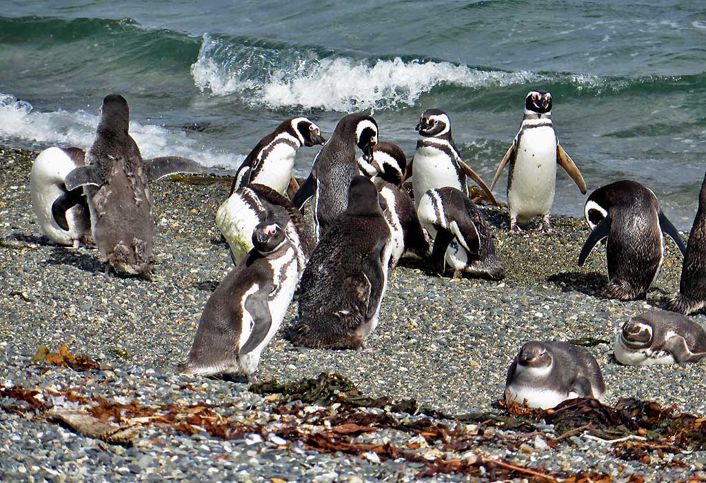 Magellanic Penguins Swim Lessons, Martillo Island Penguin Colony