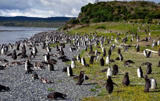 Martillo Island Penguin Colony