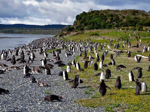 Martillo Island Penguin Colony