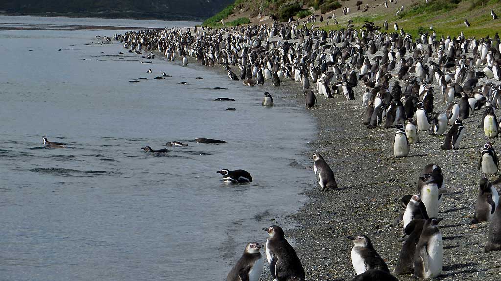 Martillo Island Penguin Magellanic Colony