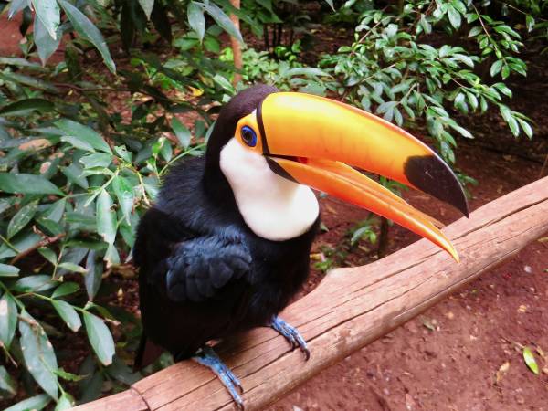 Touch and feed a Toucan, Parque das Aves, Iguacu